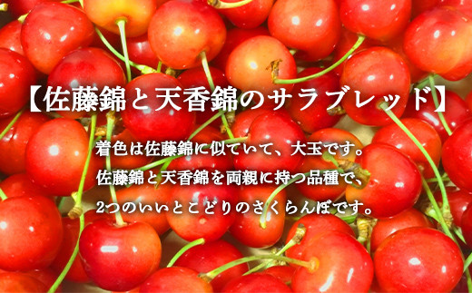 さくらんぼ 「コルト紅秀峰 2Lサイズ」 バラ (約1kg ) ※6～7人分 【川守田観光さくらんぼ園】フルーツ王国 南部町 サクランボ チェリー 桜桃 果物 くだもの フルーツ 夏果実 高級 贈答 ギフト 産地直送 青森県産 デザート 旬 F21U-162