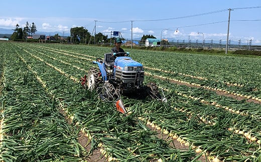 北海道産 南幌町産 たまねぎ 「山本農園のたまねぎ」L大サイズ前後 5kg 2回定期便（10月・11月発送） 送料無料 玉ねぎ タマネギ 玉葱 NP1-152