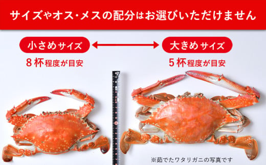 七ヶ浜産 ワタリガニ 約 2kg ( 5〜8杯 ) 活 梱包 《11月発送》 ｜ 七ヶ浜町 漁協 かに カニ 蟹 渡り蟹 ボイル パスタ ガザミ 国産 天然 茹でガニ 新鮮 ｜ jf-wg02-R6