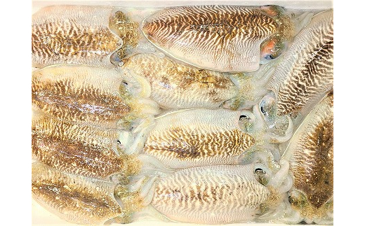 これは食べなイカん！！ お刺身コウイカ600g（50g×12P）★魚屋店長自慢の特製たれ付き[F0082]