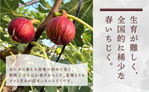 先行予約  春の希少な いちじく 極 9-12玉 完熟 大玉 2025年発送 4月～5月お届け フルーツ 【専用箱】入手困難 果物