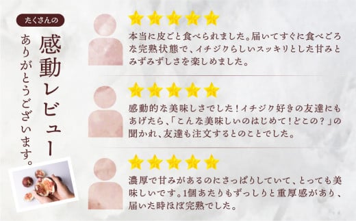 先行予約  春の希少な いちじく 極 9-12玉 完熟 大玉 2025年発送 4月～5月お届け フルーツ 【専用箱】入手困難 果物