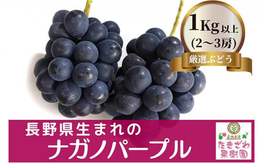 [№5729-0397]ナガノパープル 1kg以上 2房～3房 たきざわ果樹園 ぶどう 長野 マスカット ブドウ フルーツ 果物 【 果物類 】