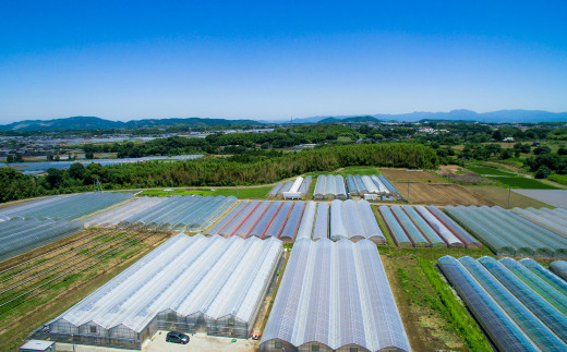 【年4回定期便】カラフルミニトマト 約1kg トマト 高森町産