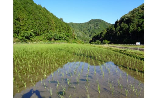 【12回定期便】アイガモ農法で栽培した無農薬・有機栽培米５kg×12か月[920]