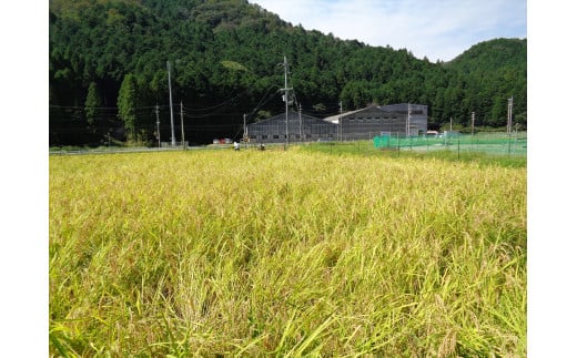 【12回定期便】アイガモ農法で栽培した無農薬・有機栽培米５kg×12か月[920]