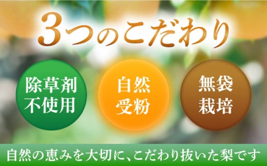 梨 なし ナシ 幸水 こうすい 果物 フルーツ 3㎏ 優品 産地直送