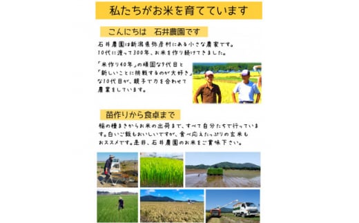 ＜新米＞新県弥彦村石井農園　令和6年産コシヒカリ白米・玄米 食べ比べセット＜白米5kg、玄米5kg＞【1508848】