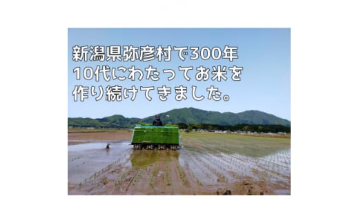 ＜新米＞新県弥彦村石井農園　令和6年産コシヒカリ白米・玄米 食べ比べセット＜白米5kg、玄米5kg＞【1508848】