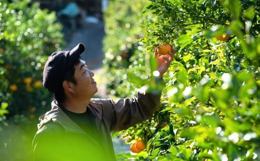 西田農園の西田さんは、高齢化が進む島の農業を守りたいという想いから農地を引き継ぎ、レモン、トマト、みかんなどを育てています。