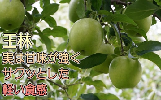 年明け 贈答規格 王林 約3kg（特A）【1月・2月・3月・青森りんご・JA津軽みらい(板柳）】