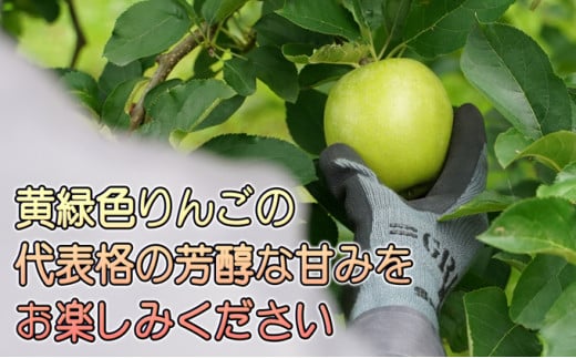 年明け 贈答規格 王林 約3kg（特A）【1月・2月・3月・青森りんご・JA津軽みらい(板柳）】