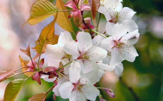 数量限定 山桜はちみつと春の田舎はちみつの3種ギフトセット B3山桜 茨城県共通返礼品 五霞町生ハチミツ 非加熱 茨城県産