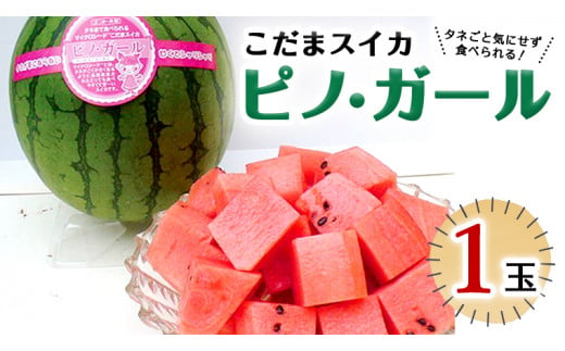 こだまスイカ ピノ・ガール（１玉） 【2025年5月中旬より発送開始】 感動必至！タネが気にならない スイカ 西瓜 [BC029sa]