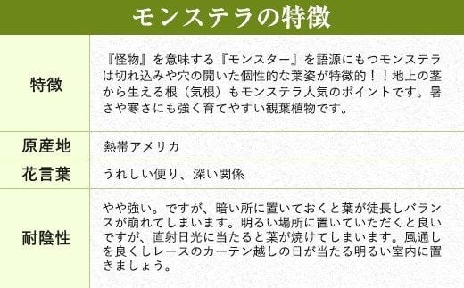 モンステラ 観葉植物 丸鉢 幅約16cm×高さ約23cm 6寸 植物 インテリア ガーデン