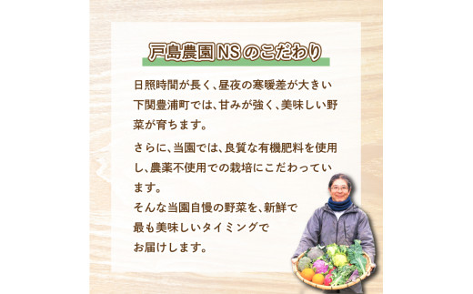 むらさき大根 2kg 期間限定 ( 野菜 大根 惣菜 漬物 煮物 炒め物 おかず みそ汁 和食 洋食 根菜 家庭用 新鮮 旬 産地直送 豊浦町 川棚 下関 山口 )