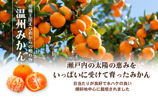 愛媛県産JA正規品 温州みかん【優】約10Kg L～Sサイズ（2024年11月～順次発送）【旬 甘い みかん 蜜柑 柑橘 かんきつ 高級 先行予約】[№5310-0030]