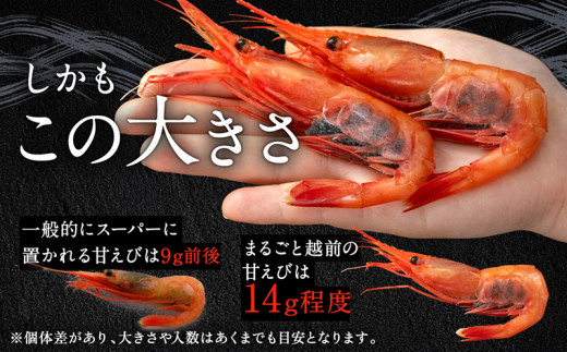 【福井県産】鮮度抜群の大きい甘エビ1kg 小分け（総重量1.2kg） ※無添加 天然 甘えび真空パック済 