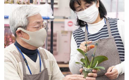 三木市で育てた大和ハウスのミニ胡蝶蘭 COCOLAN ベーシック（2本立ち） 【お花の色お任せ】