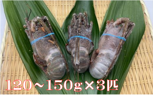 B133 冷凍生伊勢えび（１２０～１５０ｇ）×３匹