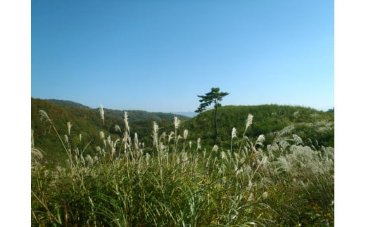 広葉樹プレミアムミックス薪　約20Ｋｇ×5(約100ｋｇ)【薪 キャンプ アウトドア 秋田県 小坂町】　