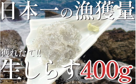 漁師がとれたてを即冷凍! 生しらす (しらす日本一の島 篠島産) 400ｇ