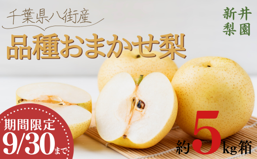 ＼品種おまかせ／ 梨 5kg 豊水 新高 あきづき 新興 にっこり 新井梨園 9月30日まで 申込受付中 ！ 先行予約 なし 豊水梨 新高梨 ナシ 千葉  季節  フルーツ 果物   くだもの 旬 千葉県 特選 ギフト  食べ比べ 糖度  和梨 八街