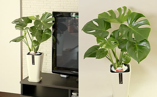 観葉植物 モンステラ 6号 カラーポット 白 約60～70cm