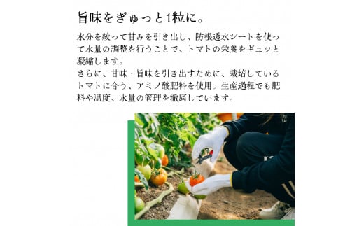 【5回定期便】フルーツトマト 原田農園 約1,800g 大箱（12月下旬～5月頃発送）＜2024年12月下旬頃より発送＞＜毎年12月上旬頃まで申込受付＞