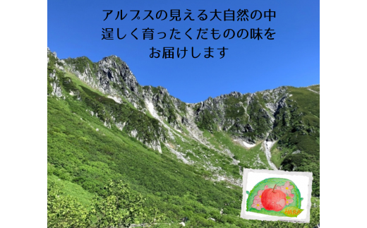 HF15-24A【信州松川町産】シナノドルチェ 約3kg ／9月下旬頃発送開始予定 // 長野県 南信州  減農薬栽培 りんご シナノドルチェ エコファーマー認証