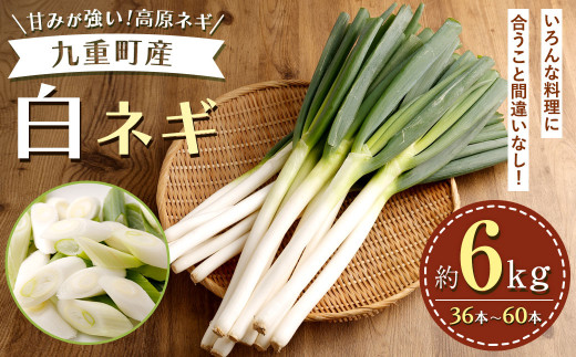 九重町産 白ネギ 約6kg (36本～60本) ネギ 高原ネギ 野菜