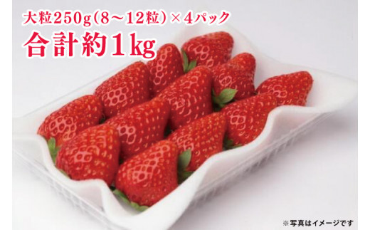 【先行予約】紅ほっぺ 大粒250g（8〜12粒）×4パック（茨城県共通返礼品：石岡市産）合計約1㎏　※2024年12月初旬～2025年3月下旬頃に順次発送予定(CD002)