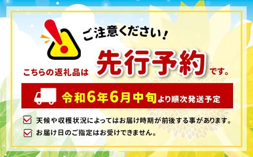 加工用 あんず （平和・昭和・信州大実）おまかせ 約2kg 