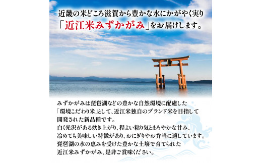 令和6年産 新米 定期便 10kg 全3回 ミルキークイーン  + 3品種 食べ比べ ( こしひかり みずかがみ にじのきらめき ) 白米 各 5㎏ × 2袋 3ヶ月 近江米  国産 お米 米 おこめ ごはん ご飯 白飯 しろめし こめ ゴハン 御飯 滋賀県産 竜王 ふるさと ランキング 人気 おすすめ