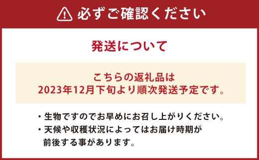 糖蜜使用・こだわりイチゴ  ゆうべに 約270g×2パック 大玉 3Lサイズ