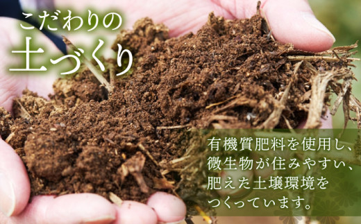 【全6回定期便】「旬の爽やかさ薫る♪」さざの 有機栽培茶 八十八夜 （100g×3本/回）【宝緑園】 [QAH011]