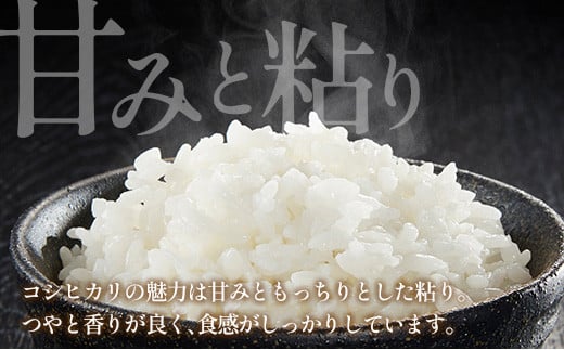 『定期便』全6回 コシヒカリ 精米 3kg 大朝の米こしひかり 栄ファーム 毎月届く定期便 米どころ北広島町のおいしいお米_SA091_002s6