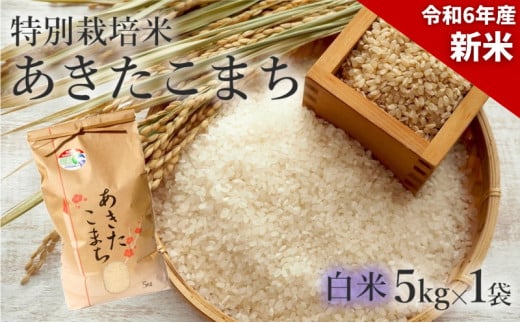 新米 米 お米 【白米】特別栽培米 あきたこまち 5kg 秋田県産 令和6年産