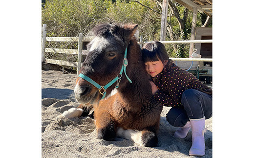 動物ふれあい＆乗馬体験 『わくわくコース』約30分 1名　CC-2 徳島 那賀 体験 乗馬 乗馬体験 チケット トラベル ふれあい 動物とふれあい 自然 アウトドア レジャー 景品 1名様 1枚 思い出 【体験チケット】 