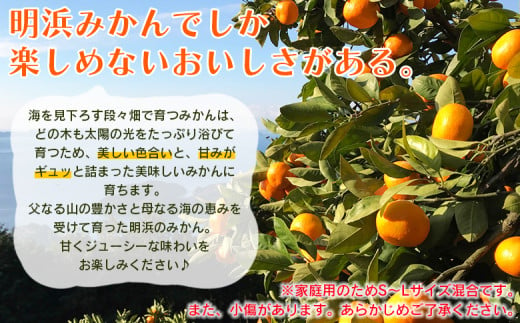 ＜愛媛県明浜産 天晴みかん（温州みかん）約3kg＞ 家庭用 訳あり ワケアリ 自宅用 果物 くだもの フルーツ ミカン 柑橘 天晴農園 食べて応援 特産品 産地直送 愛媛県 西予市【常温】