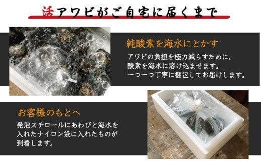 極上！やわコリ食感紀州の蝦夷アワビ 【5個入】 ※北海道・沖縄・離島への配送不可 / 鮑 アワビ あわび 人気 活アワビ 冷蔵【riz105】