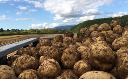 北海道産じゃがいも〈男爵〉20kg［京極町］ 野菜 男爵 じゃがいも 20kg 北海道 料理