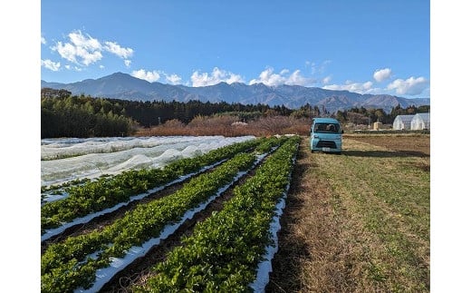 農園直送】はっぱ屋のはっぱ野菜セット