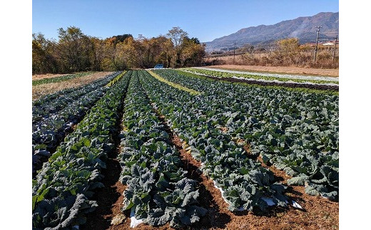 農園直送】はっぱ屋のはっぱ野菜セット