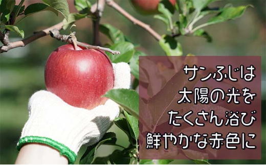 【1月発送】訳あり 家庭用 蜜入りサンふじ 約3kg【青森りんご・マルコウアップル】