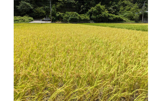 【先行予約】令和6年産 新米 コシヒカリ精米5kg（1袋）3回定期便 白米 お米 ご飯 米 こめ コシヒカリ こしひかり 高知県産 5キロ 故郷納税 返礼品 高知 土佐清水市 【J00128】