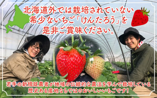 【北海道内限定配送】いちご「けんたろう」250g×4パック 【ふるさと納税 人気 おすすめ ランキング 果物 いちごイチゴ 苺 国産いちご 国産苺 けんたろう セット おいしい 美味しい 甘い 北海道 豊浦町 送料無料】 TYUAC004