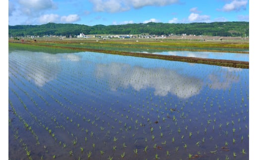 N10P132 【令和6年産 新米予約】昔ながらの魚沼産コシヒカリ2kg×2袋【従来品種】 農園ビギン 早期受付 2024年10月中旬から発送開始