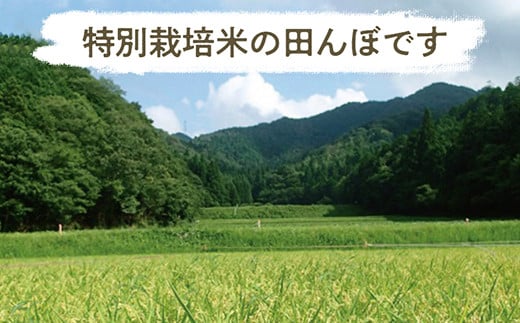 令和６年産　丹波篠山産　特別栽培米　越光（農薬不使用）（5ｋｇ×1袋）