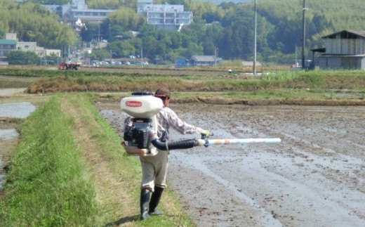 ＜令和6年10月中旬以降発送＞ひのひかり(奈良県天理産)精米5㎏＜令和6年産＞(一等米)【1085318】